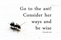 Lesson From the Ants, August 20-25, 2018