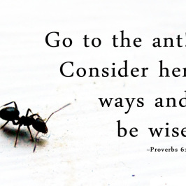 Lesson From the Ants, August 20-25, 2018