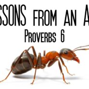 LESSON FROM THE ANTS, October 15th, 2023