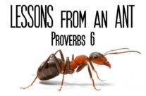 LESSON FROM THE ANTS, October 15th, 2023