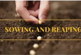 SOWING AND REAPING, OCTOBER 12TH, 2025
